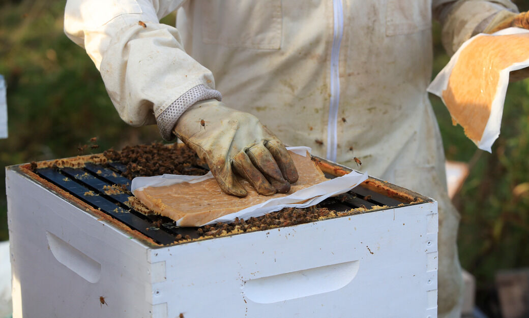 UB bee hives